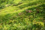 2014-07-05_Laengental-N-Hochweg (762). JPG